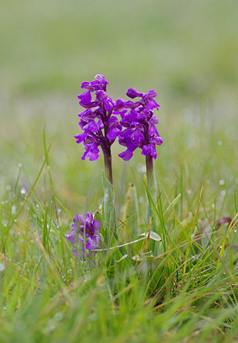 Anacamptis morio